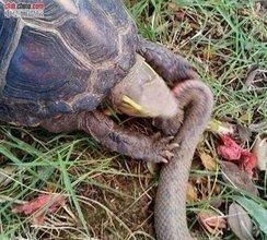生生相克：鳄鱼能嚼碎龟壳，蟒蛇能生吞鳄鱼，乌龟也能制服蟒蛇！