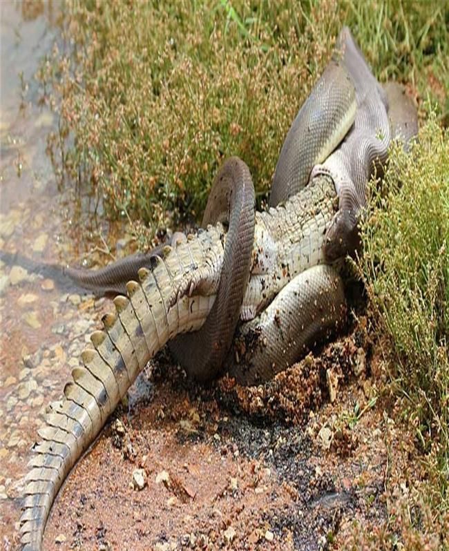 1.8米巨鳄伏击3.4米狂蟒遭遇反杀，被绞成一团生吞