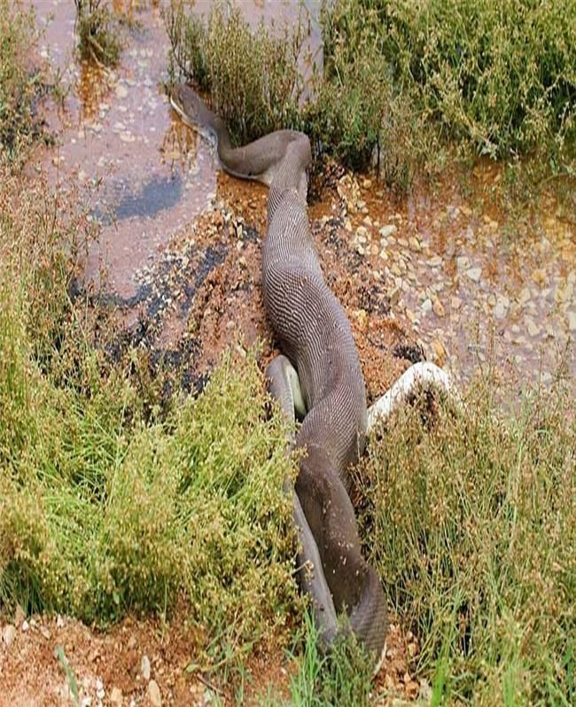 1.8米巨鳄伏击3.4米狂蟒遭遇反杀，被绞成一团生吞