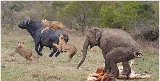 落单水牛被十几头狮子撕咬，下一秒却被大象救下，狮子四处逃命