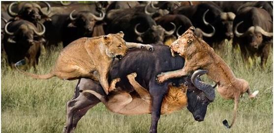 落单水牛被十几头狮子撕咬，下一秒却被大象救下，狮子四处逃命