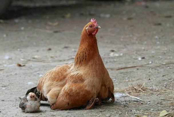 把鸡蛋换成鸭蛋，小鸭子出壳后鸡妈妈懵了，大家忍住不要笑