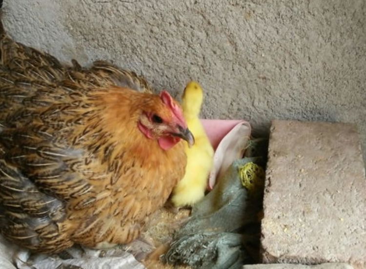 把鸡蛋换成鸭蛋，小鸭子出壳后鸡妈妈懵了，大家忍住不要笑