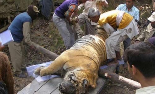 老虎死了几天后被村民发现,兽医解剖老虎后,顿时不淡定了