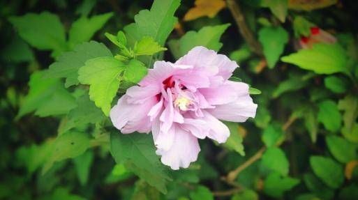 15天后，鸳鸯戏水，喜鹊架桥，桃花朵朵，邂逅挚爱，收获幸福