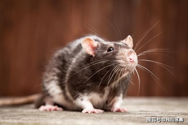 老鼠长到30斤，还有的能吃掉5只猫，明清笔记里的巨鼠存在吗