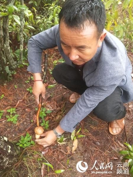 青山常在松茸飘香