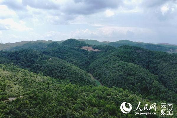 青山常在松茸飘香