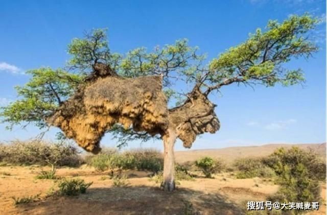 非洲一棵小树上有个巨型鸟巢，住着六百多只鸟，没人知道如何筑成