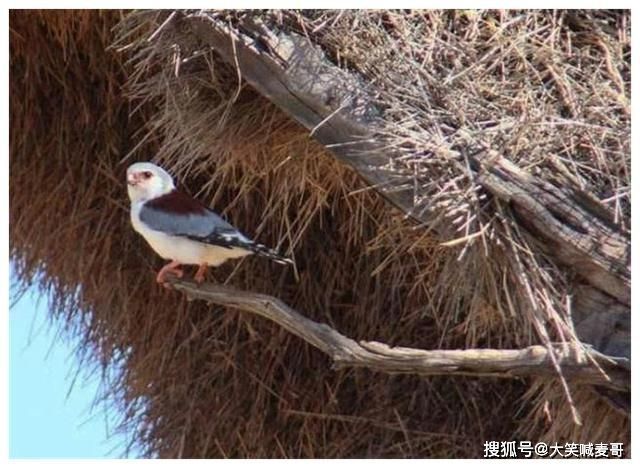 非洲一棵小树上有个巨型鸟巢，住着六百多只鸟，没人知道如何筑成