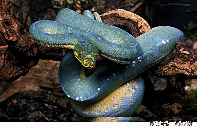 蛇中“贵族”蓝血绿树蟒，价值已超300万，至今无法人工培育