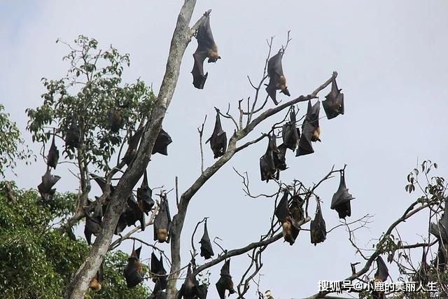 蝙蝠为什么喜欢倒挂着睡觉，脑袋不会充血吗？