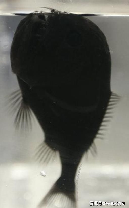 世界上最“黑”的鱼长啥样？科学家将它比喻成一颗黑洞