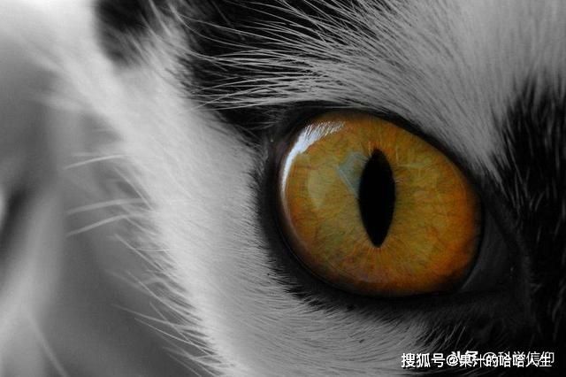 眼睛的进化史，色盲色弱可能反而是一种进化优势