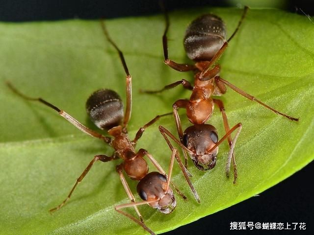 力量最小的动物都有什么？难道还有比蚂蚁更弱的生物吗？