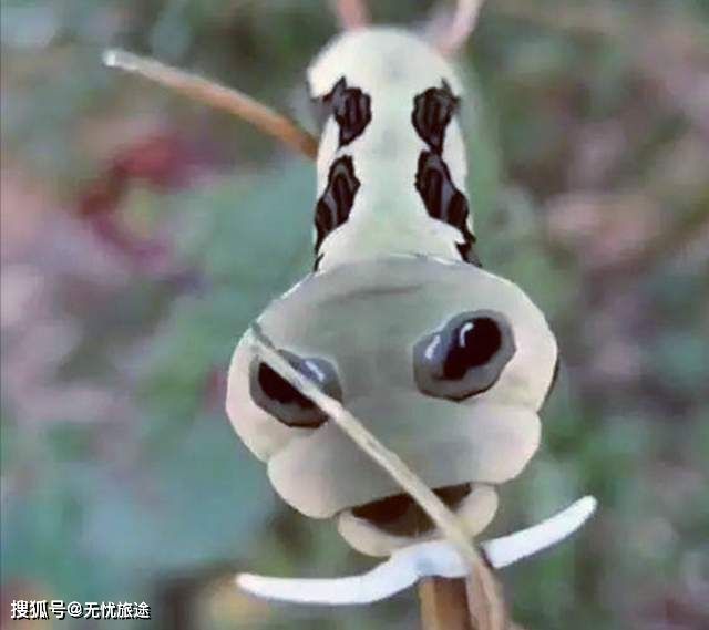 浙江发现一种怪异的虫子，脑袋貌似外星人！专家：世界级珍稀物种