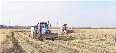 阿荣旗10万亩水稻将于月底收割完毕
