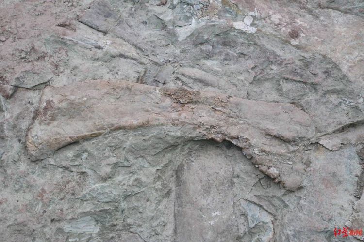 中国迄今第一个！四川旺苍发现恐龙界“巨星”马门溪龙集中埋藏地