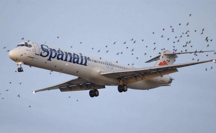 脑洞清奇！美媒：荷兰机场养20头猪，防止鸟撞击飞机引发事故