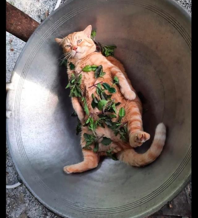 猫咪总爱躺在锅里面，主人就把菜撒在它的身上，猫：有本事开火啊