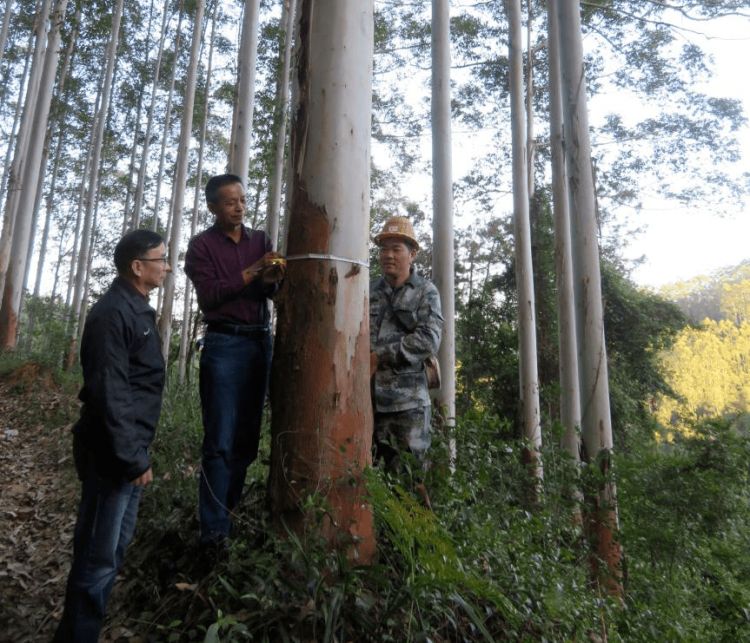 福建省林业系统“劳模风采”|张金文