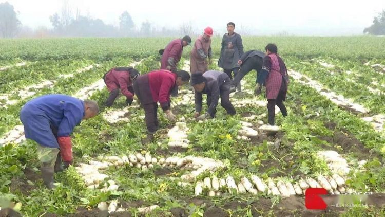 丰收了！四川青神村民在田野上用萝卜拼成“2022”迎新春