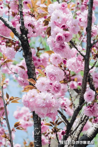 2月上旬4星座运势：桃花节节攀升，相逢良人，开启爱情的新篇章