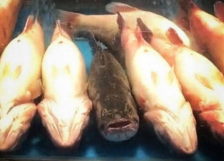 顾客来店里挑鱼，9条鱼中有一条很特别：就属你最好欺负了