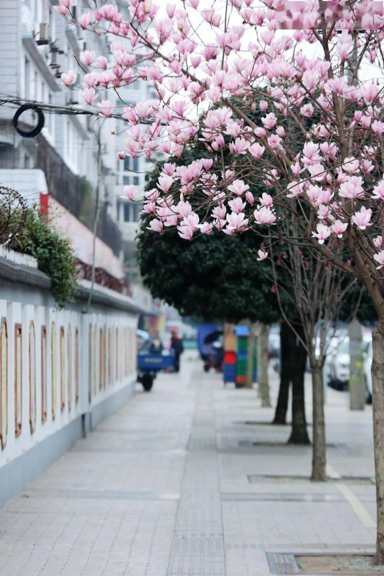 春·游记丨在城市里寻找春天
