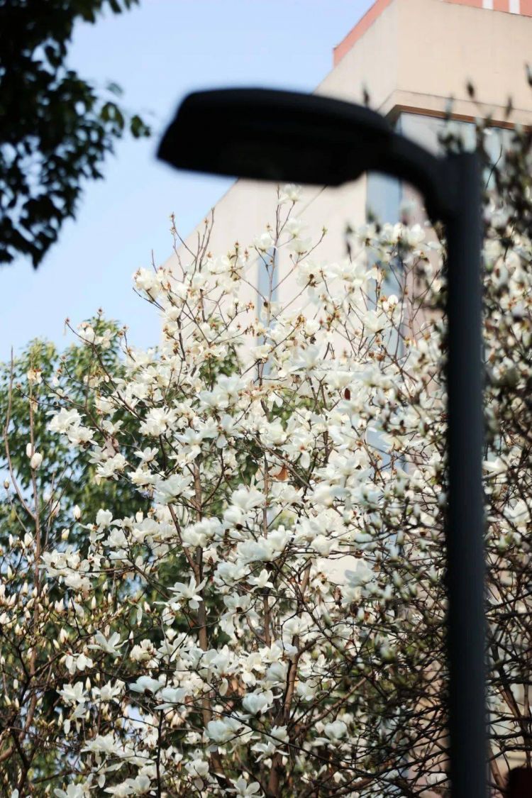 春·游记丨在城市里寻找春天