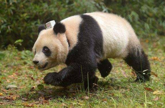 心理测试：三只大熊猫，你最喜欢哪一只？测你对什么视若珍宝