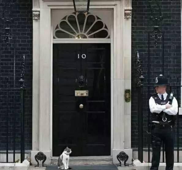 流水的首相，铁打的猫主子：发生在英国政府内部的利爪斗争