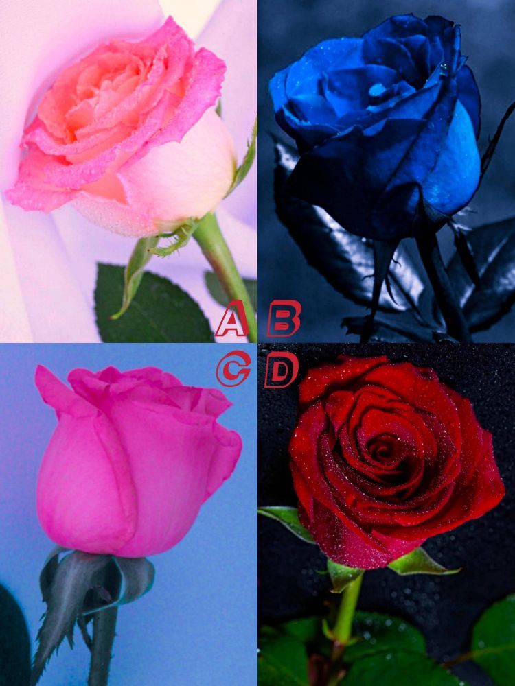 心理测试：你最喜欢哪支玫瑰，测出你的另一半会不会移情别恋