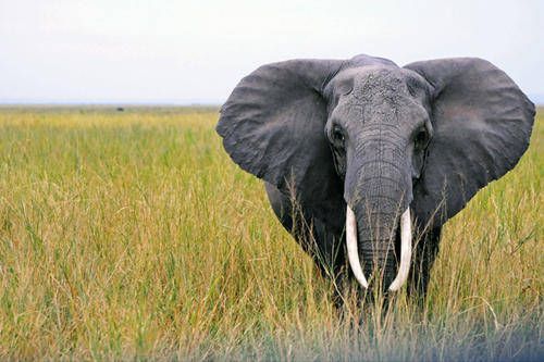 为什么大象的耳朵特别大（大象的耳朵有什么作用）