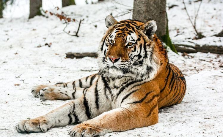 世界上最大的猫科动物——虎
