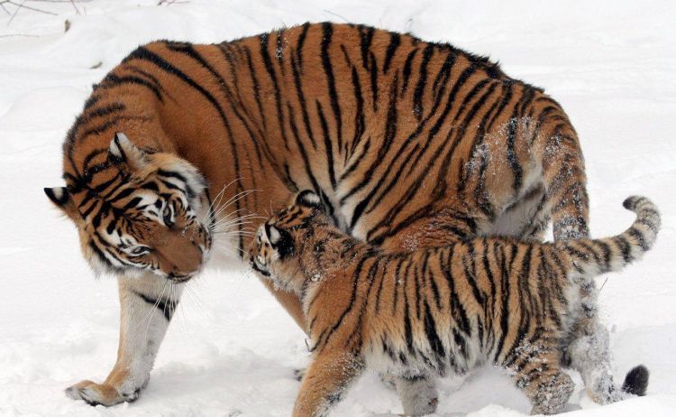 世界上最大的猫科动物——虎