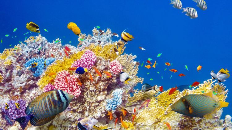 珊瑚为什么是五颜六色的（珊瑚的颜色是怎么形成的）