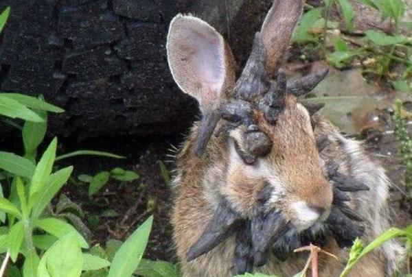 世界上最恐怖的兔子:肿瘤兔，脸上长满黑色肿瘤