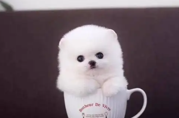 茶杯犬多少钱一只：最便宜也要一千元(购买请谨慎)