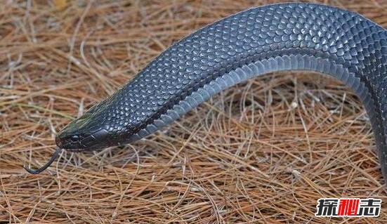 美国最大的蛇类，北美蛇王森林王蛇长2.8米(附吃蟒蛇视频)