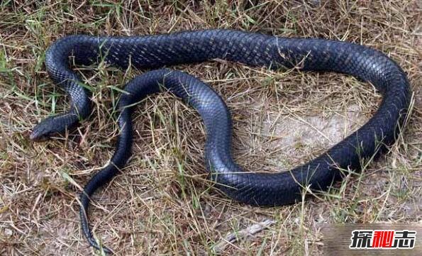 美国最大的蛇类，北美蛇王森林王蛇长2.8米(附吃蟒蛇视频)