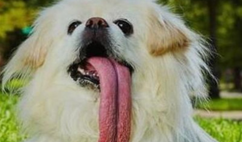 世界舌头最长狗