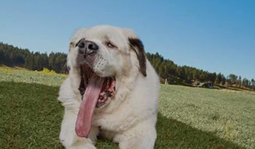 世界舌头最长狗