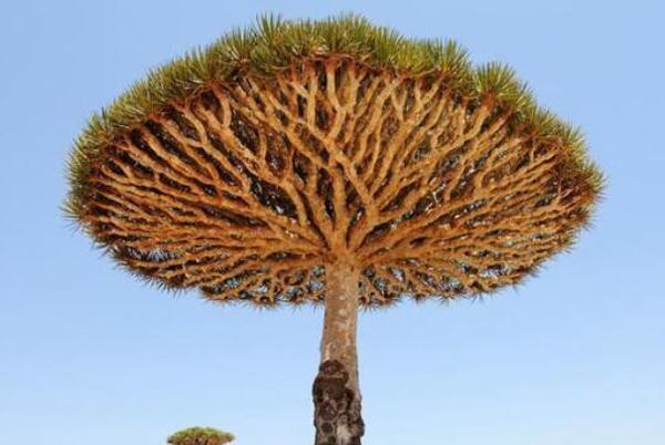 世界上活得最久的树：龙血树，8000岁(非洲俄尔他岛)