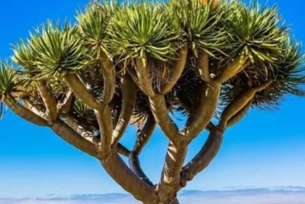 世界上活得最久的树：龙血树，8000岁(非洲俄尔他岛)