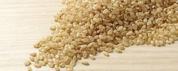 糙米如何发芽