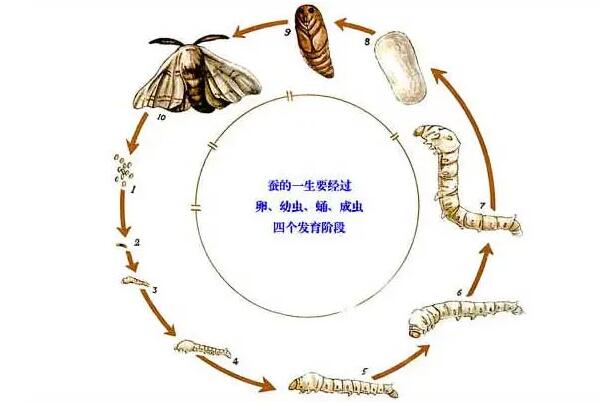 蚕的生长过程，蚕的生长周期（仅四十天可变成飞蛾）