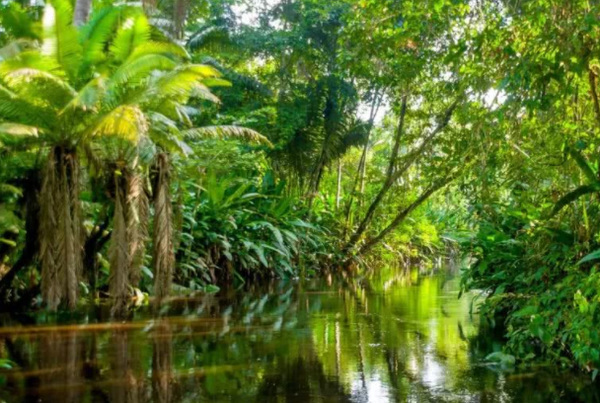 世界上最大的雨林：亚马孙雨林(占世界雨林面积的1/3)