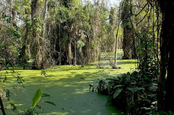 世界上最可怕的沼泽：美国的曼查克沼泽地（幽灵沼泽）
