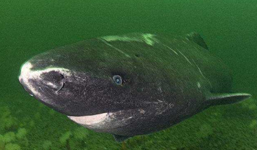 世界上最长寿的鲨鱼